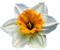 daffodils3